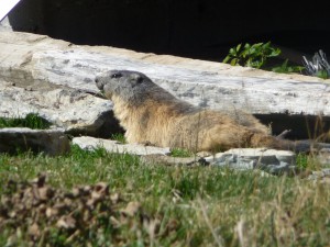 marmotte