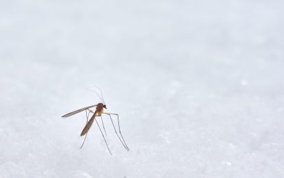 Voyage : comment se protéger des moustiques ?